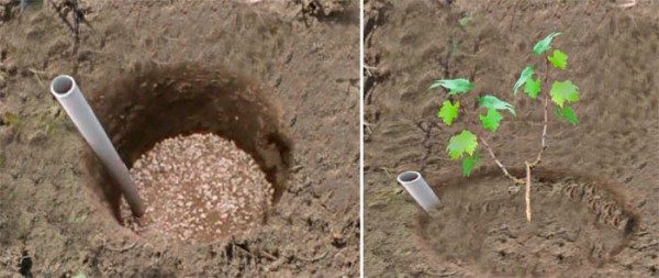  Avant de planter un plant de raisin, il convient de préparer le sol et la fosse de plantation