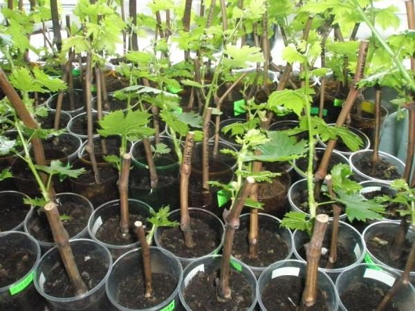  Pour la reproduction des raisins Velez préférable d'utiliser des plants
