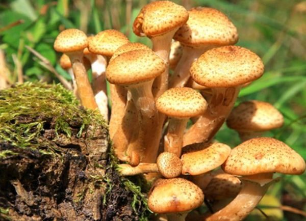  Les champignons sont considérés comme les champignons les plus délicieux et les plus parfumés