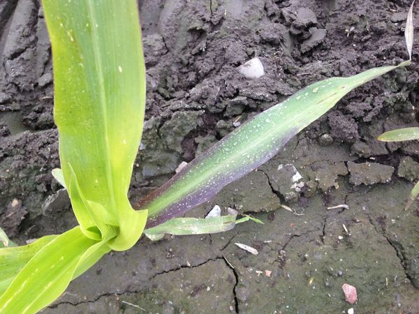  Signe de carence en phosphore chez les germes de maïs
