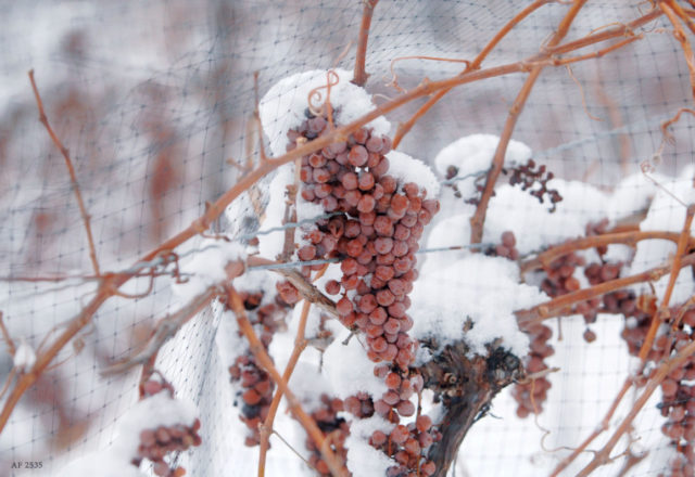  comment couvrir les raisins pour l'hiver