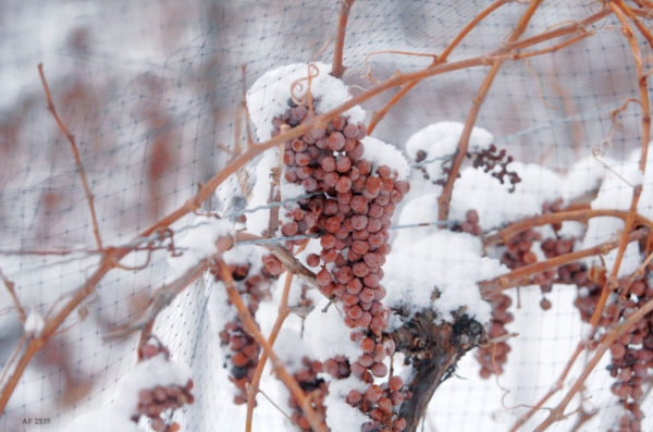  comment couvrir les raisins pour l'hiver