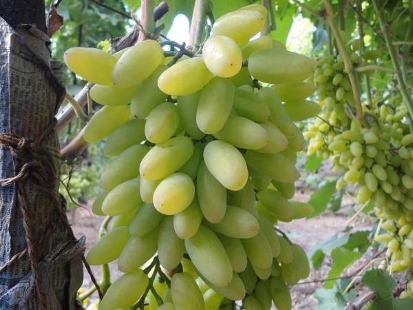  Raisins blancs Timur