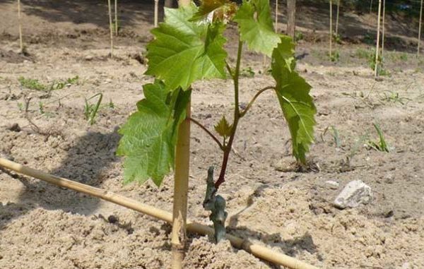  Pour la reproduction de raisins sans pépins, des méthodes végétatives sont utilisées, notamment des boutures et des boutures.