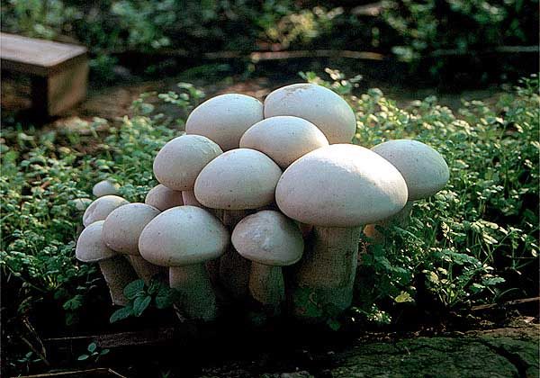  Les champignons peuvent pousser dans le sous-sol ou sur les lits ouverts