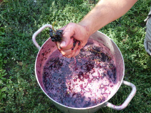  La possibilité de faire du vin rouge à partir de lidiya