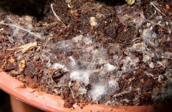  Une plaque blanche sur le fumier indique la présence de spores