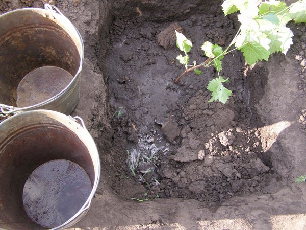  Après la plantation, les jeunes arbres libyens sont arrosés avec 30 litres d’eau.