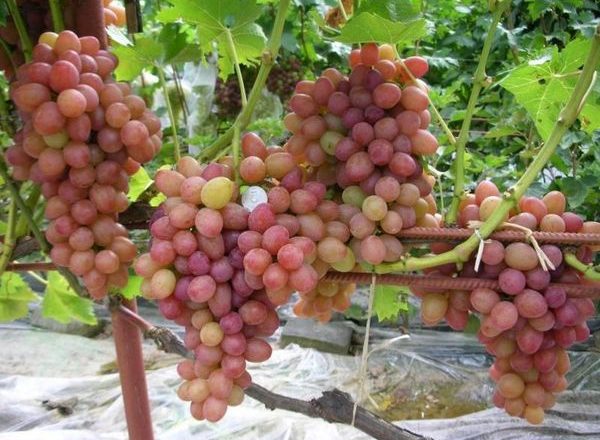  Les meilleurs raisins précoces