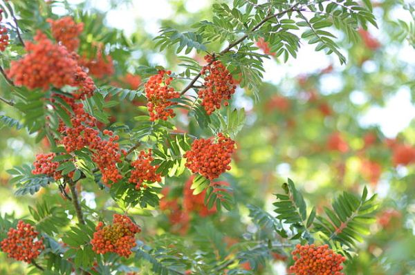  Rowan ordinaire