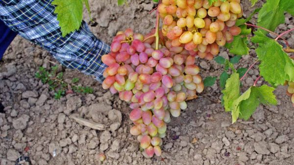  Raisins cultivés de julien