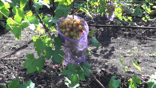  Maturation des variétés en sacs