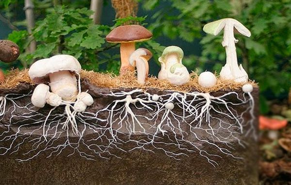  Mycélium de champignons
