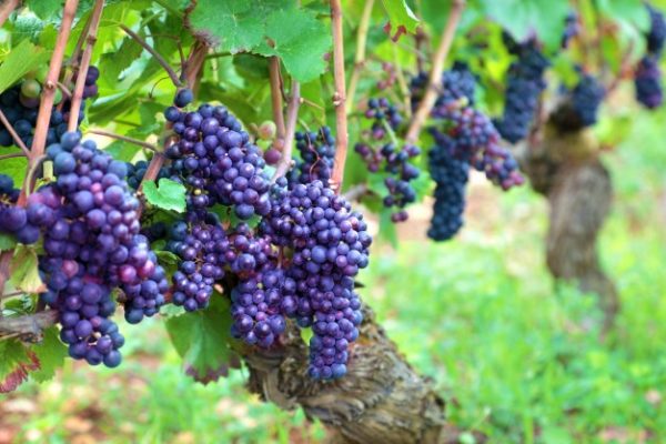  Cabernet Sauvignon - idéal pour la vinification