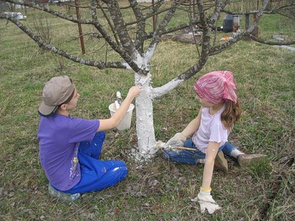  Pour les engrais d'abricot d'automne peut être utilisé la méthode de blanchir le tronc à la chaux.