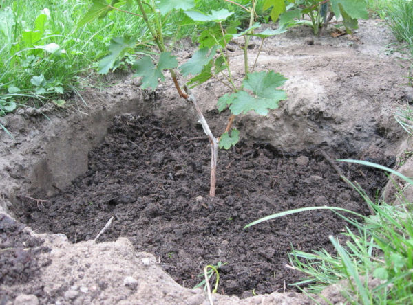  Jeune arbre de raisin fraîchement planté