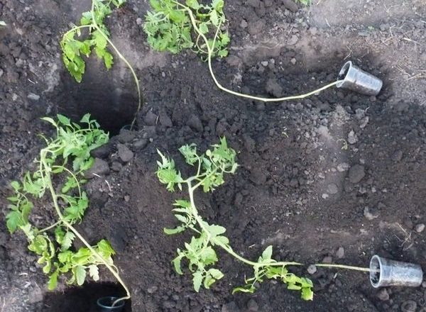  Comment planter des plants de tomates envahis