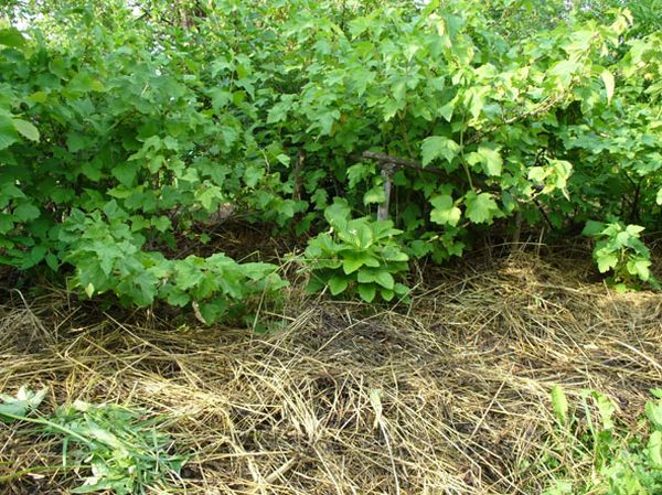  Les engrais verts enrichissent le sol autour des raisins de Corinthe en nutriments