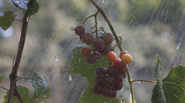  L'arrosage naturel est l'un des avantages de la transplantation de raisins en automne