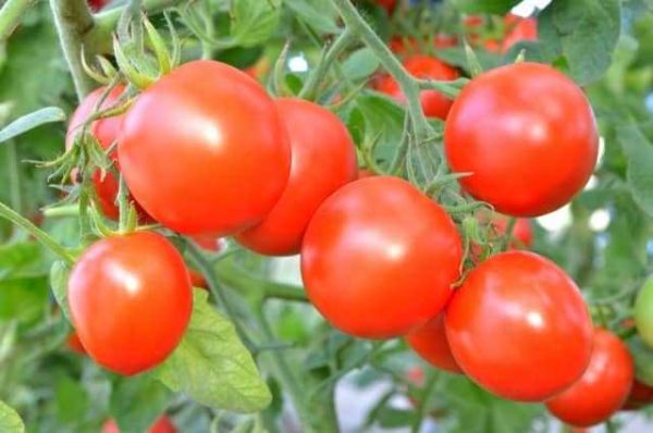  Culture de tomates fertilisées avec de l'engrais ammophos