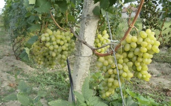  Ce cépage est très apprécié des vignerons et des viticulteurs.