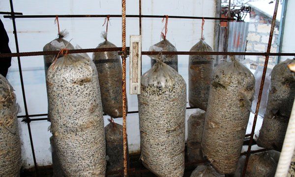  La culture de champignons dans une serre est un processus intéressant et facile.