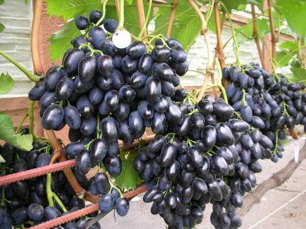  Pour le stockage des raisins ne conviennent que les variétés à maturation moyenne et tardive.