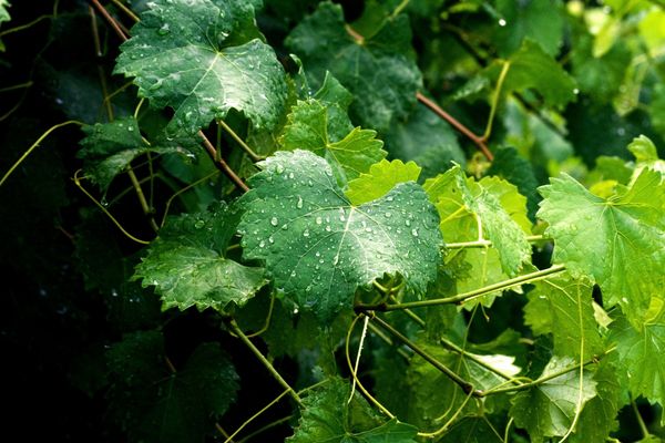  Non seulement les raisins, mais aussi les feuilles et les vignes ont des propriétés curatives.