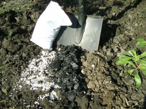  Pour les pommes de terre et autres légumes, ainsi que pour les fraises et les cultures ornementales, l'application principale d'engrais est effectuée au moment du creusement du printemps.