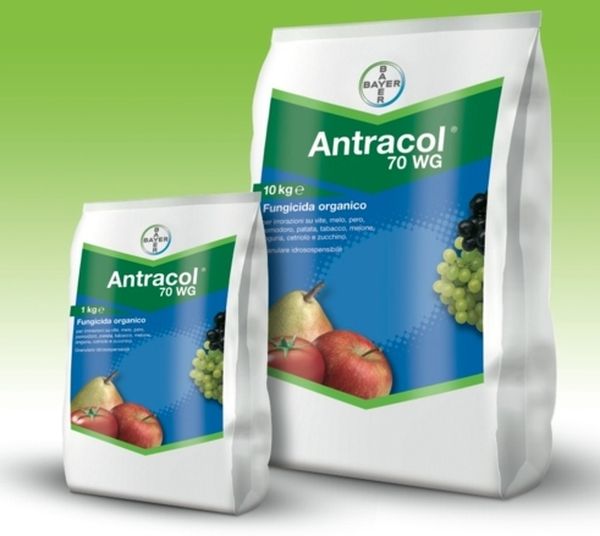 L'anthracnol peut être utilisé pour pulvériser les raisins du champignon