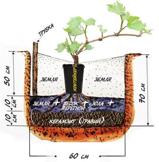  Le schéma de la plantation de raisins ravir