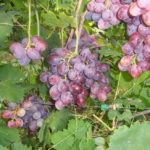  Guimauves aux raisins
