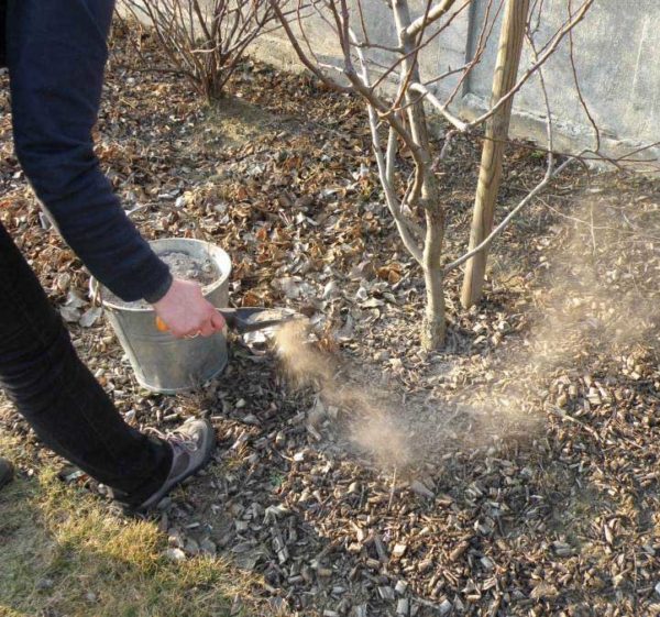  Épandre de la cendre de bois sur un sol acide