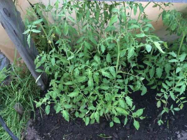  Les tomates abîmées donnent beaucoup de vert.