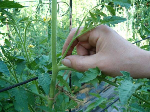  Enlever l'excès de buisson