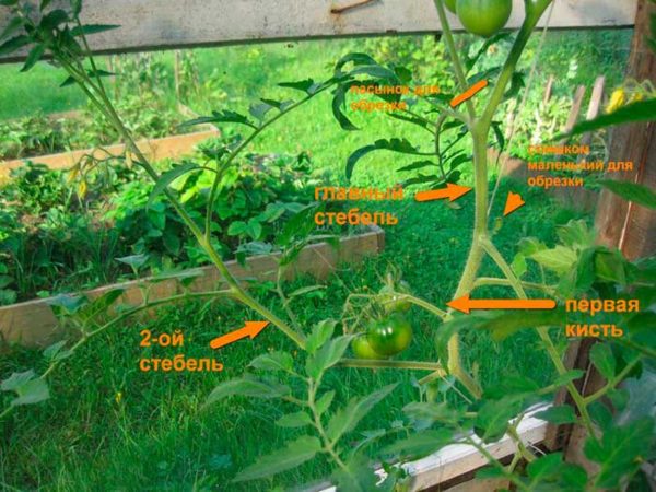  Le régime d'élimination des pousses en excès sur les tomates
