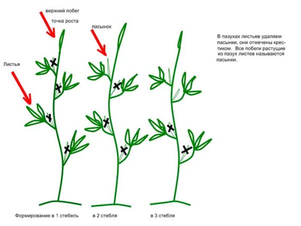  Schéma de formation de buissons en tiges 1-2-3